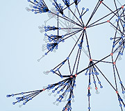 photo of hierarchy tree model